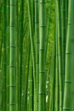 洛冰河是哪个里的人物